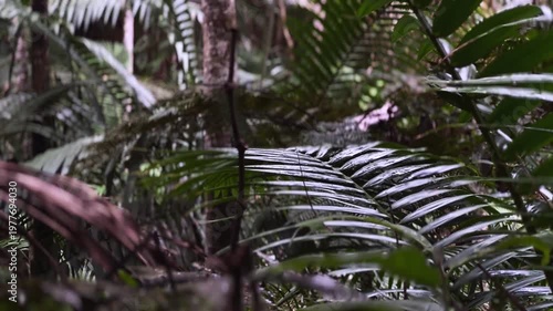 dense tropical rainforest foliage with wet palm fronds layered beneath shaded jungle canopy