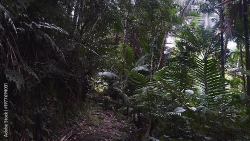 narrow rainforest jungle trail with wooden railing surrounded by dense tropical foliage and layered palm fronds