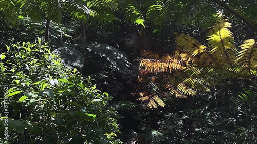 sunlit tropical rainforest ferns with golden fronds contrasting against deep green jungle canopy layers