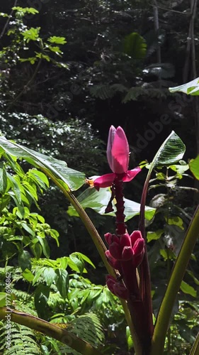 tropical red banana flower with upright blossom and layered bracts surrounded by lush rainforest foliage