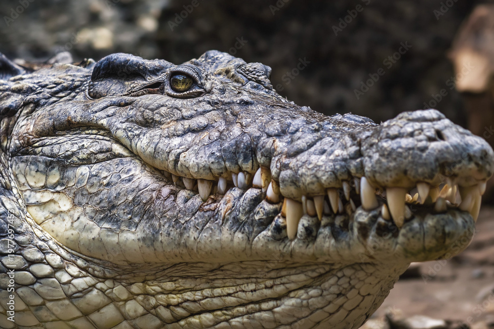 Fototapeta premium Close-up of a majestic Nile crocodile jaw showcasing impressive teeth