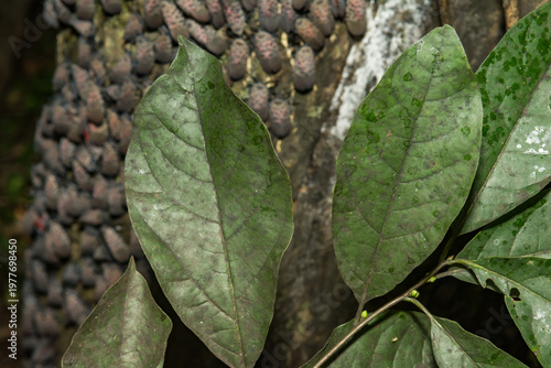 Foliage covered with Black Sooty Mold and Honeydew from the Spotted Lanternfly.