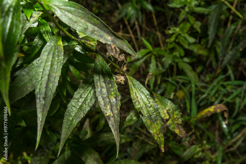 Fotografie Foliage covered with Black Sooty Mold and Honeydew from the Spotted Lanternfly