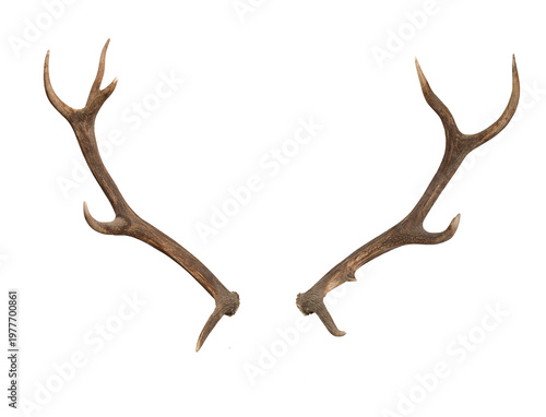 Obraz na plátně Deer antlers isolated PNG, natural animal horns for hunting and wildlife concept