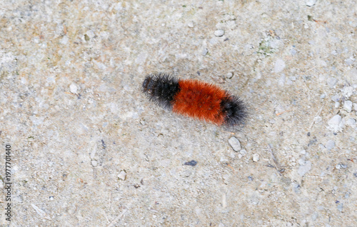 Wooly Caterpillar Crossing a Crushed Gravel Path