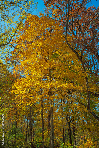 Yellow Tree Showing Its Fall Colors in the Forest