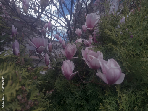 Pięknie rozkwitające różowe magnolie (rodzina Magnoliaceae) wśród żywopłotu na tle nieba. Efektowne drzewa i krzewy ozdobne