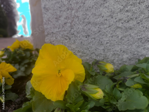 Jasnożółty bratek (Viola wittrockiana) kwitnie w ogrodowej doniczce, ustawionej na tle teksturowanego kamiennego muru. Żywe płatki kwiatu kontrastują z zielonymi liśćmi i szarą ścianą. 