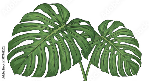 Detailed monstera plant leaves with intricate split patterns and organic holes isolated on white background representing lush tropical foliage for environmental and interior design visual concepts.