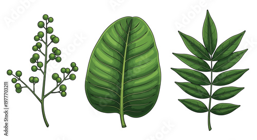 Illustration collection of tropical green leaves and botanical berries isolated on white background featuring various plant species including large broad leaf and compound pinnate foliage structures.