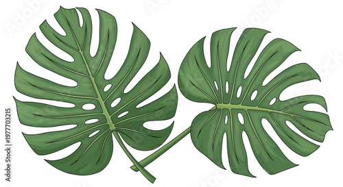 Pair of monstera deliciosa leaves with characteristic holes and splits on long stems isolated on white background showing iconic swiss cheese plant foliage in vibrant green tones for home decor art.