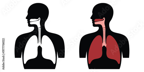 Healthy human lungs and diaphragm, ideal medical education healthcare and anatomy illustration showing respiratory system function