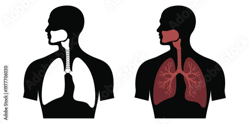 Healthy human lungs and diaphragm, anatomical medical vector diagram for education, healthcare, and physiology infographics showing normal respiratory structure and function, vector illustration set.