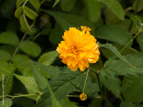 Photography Double Japanese marigold bush flower (Kerria japonica 'Pleniflora') blooming with vibrant golden yellow pom-pom petals surrounded by green foliage in macro focus