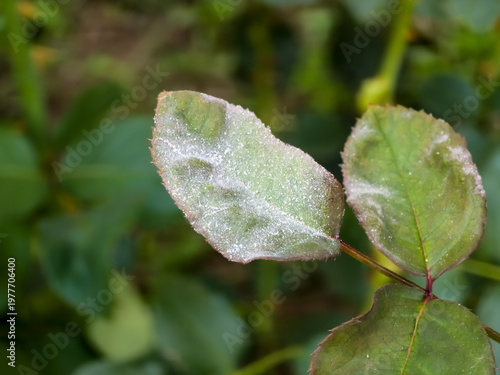 Photography Powdery mildew symptoms (Podosphaera pannosa) showing as a white powdery fungal coating and mycelium layer on rose leaves (Rosa) in macro focus
