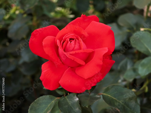 Obraz na płótnie Single vibrant red garden rose flower (Rosa) blooming in close focus against a dark green leafy background