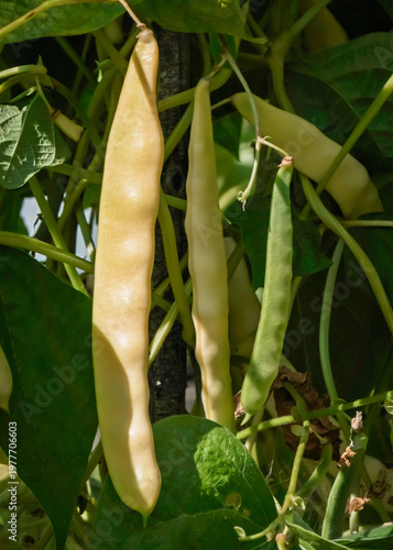 Yellow wax pole bean pods (Phaseolus vulgaris) growing on a vine with lush green foliage in an organic garden, close-up view.