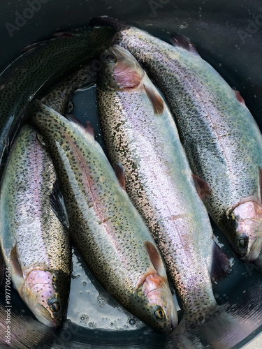 Canvastavla Freshly caught raw rainbow trout (Oncorhynchus mykiss) with iridescent pink lateral stripes and dark spots, top view