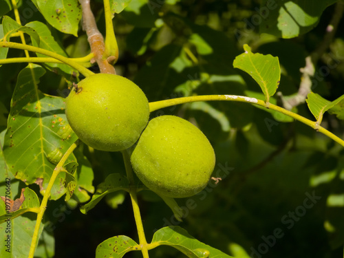 Pair of green unripe black walnuts (Juglans nigra) encased in thick fleshy husks growing on a leafy tree branch in sunlight, close-up shot.