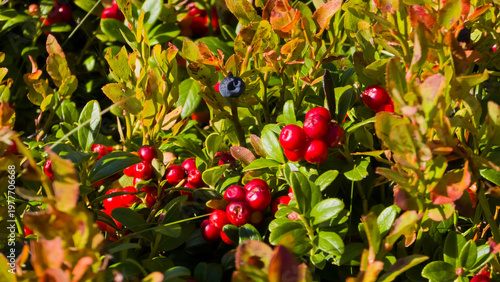 Ripe red lingonberries (Vaccinium vitis-idaea) growing on low shrubs alongside bilberry foliage in the wild in Romania.