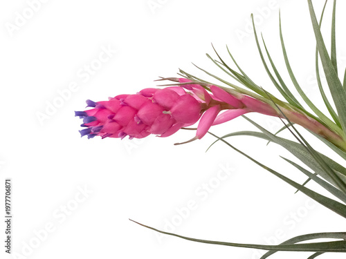 Canvas Print The bromeliad Tillandsia stricta Sol isolated on white background also called air plant with purple flowers inside bright pink bracts, growing naturally on trees in the park