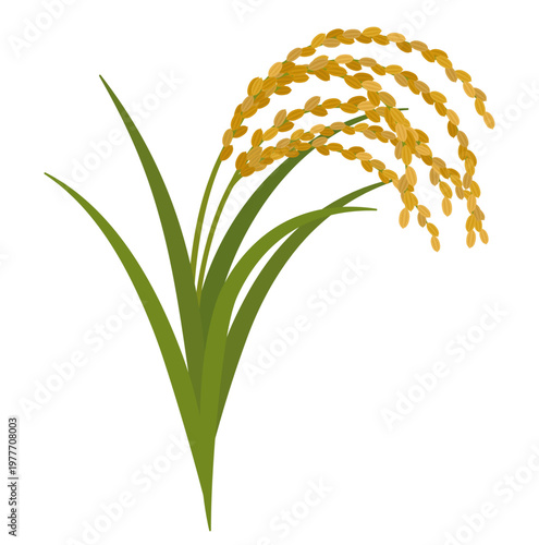 豊かに実った稲穂のイラスト　新米　種もみ　収穫　お米　日本食