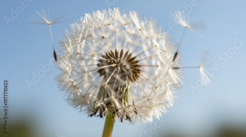 Close-Up of a Dandelion Puff Against a Blue Sky