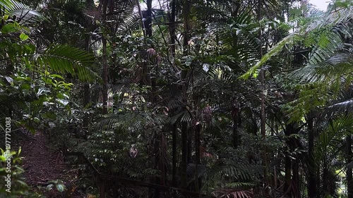 tropical rainforest trail with wet palm trees and dense jungle foliage during steady rainfall