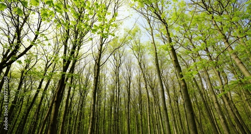 Beech Trees Forest in Early Spring, from below, fresh green leaves
