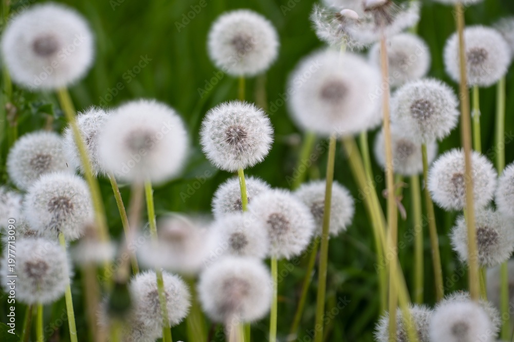 Obraz premium Close-up of fluffy white dandelion seed heads in a field on a sunny day