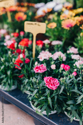 Beautiful colorful flowers in a Flower shop. Selective focus. Close up.