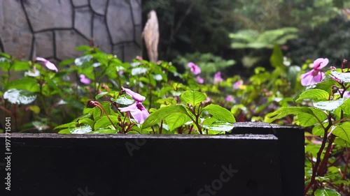 rain soaked pink garden flowers with fresh green leaves in lush tropical outdoor setting