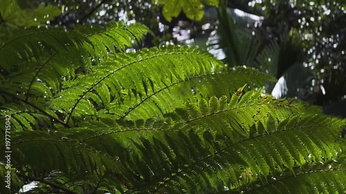 sunlit tropical fern fronds with layered green leaflets forming dense rainforest canopy texture