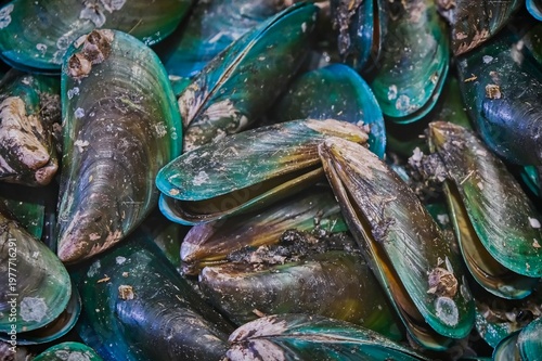 Obraz na plátne Fresh green mussels close up, raw seafood texture background, Perna viridis shel