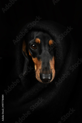 stylish incredible portrait of a dachshund dog on a black background in a warm blanket