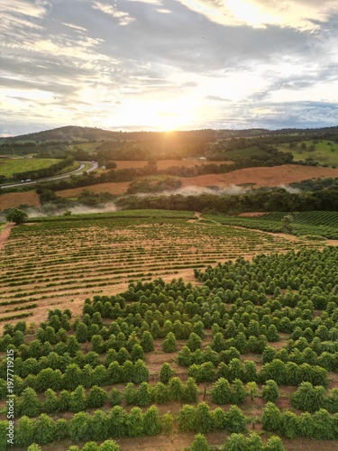Cafezal em Minas Gerais Por do Sol Montanhas Cafes