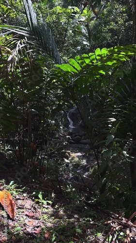 dense tropical rainforest foliage framing small hidden waterfall and rocky stream beneath lush jungle canopy