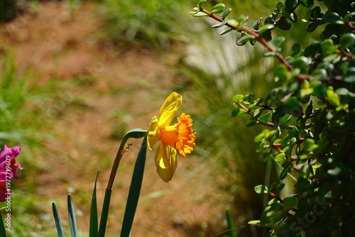 A daffodil, or Narcissus, yellow flower