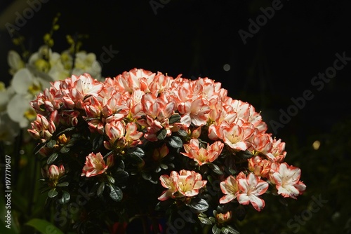 Azalea white pink flowers after the rain, in a flower shop in Athens, Greece