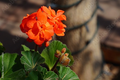 A Geranium bronze, or Cacyreus marshalli butterfly on a blossoming geranium plant