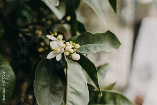 Amazing orange blossom on a tree in a garden. Close up.