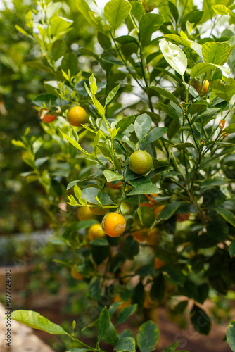 Citrus tree with small orange fruits kumquat or mandarin branch close up