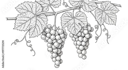 Black and White Sketch of Ripe Grapes Hanging on a Vine with Leaves and Tendrils