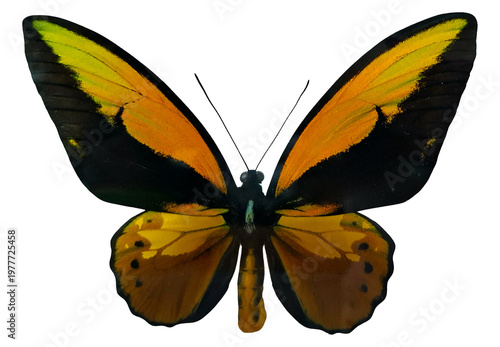 This orange butterfly birdwing is shown in isolation. It has wide wings with orange and black colors. The butterfly is often found in tropical areas and attracts attention.