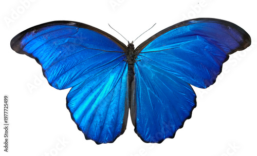 Quadro su tela A Morpho didius butterfly shows its bright blue wings fully spread out