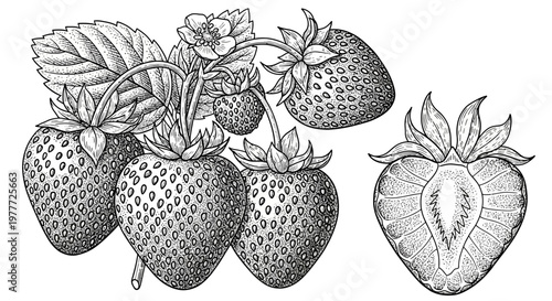 Hand-drawn illustration of ripe strawberries on a branch, one cut in half, detailed sketch
