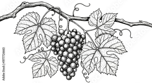 Grapevine Branch with Bunch of Grapes and Leaves, Black and White Illustration