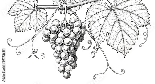 Grapevine Branch with Ripe Grapes and Leaves, Black and White Illustration