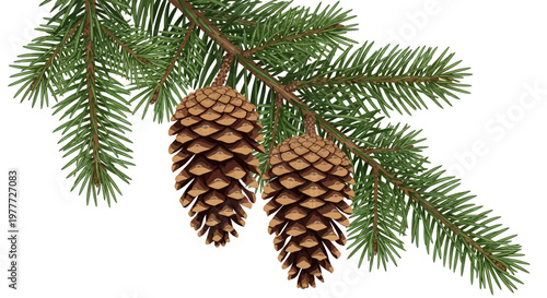 Pine Tree Branch with Two Pine Cones Hanging Isolated on White Background