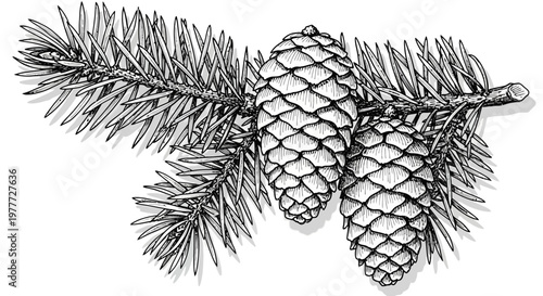 Pine Branch with Cones - Black and White Illustration